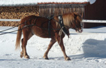 Tallikuva